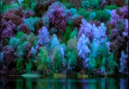 ✰Abundance of Forests✰ - pretty, amazing, splendor, forests, magnificent, splendid, colored trees, Abundance of Forests, trees, beautiful, abundance, colors, lovely, cool, wonderful, colorful, nature, lakes