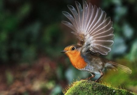 European Robin - tree, european, birds, robin