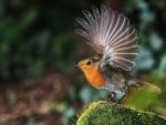 European Robin