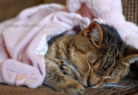 Cozy Pink Blanket - sleeping, love, fluffy, peaceful, animals, blanket, brown, forever, pink, cozy, cats, friend