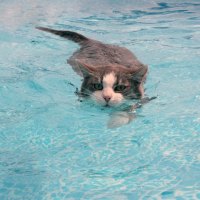 Floating cat