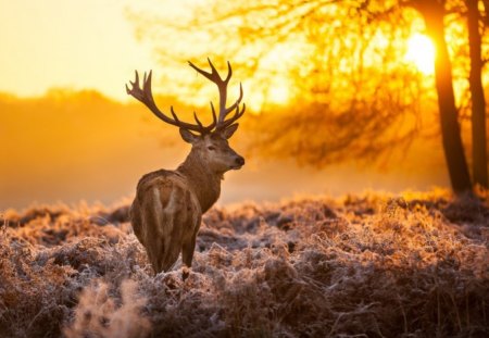 Deer - nature, sky, animals, sunsets, tree, grass, deer