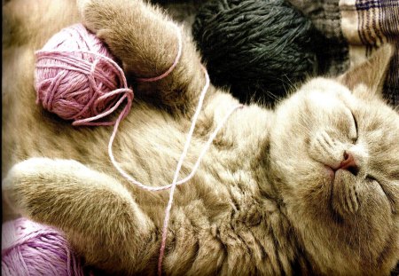 I am sleeping - cute, cat, dreams, adorable, sleep, brown, kitty, cozy, feline, grey, animal, pink, yarn, sweet, napping, home, kitten, fluffy