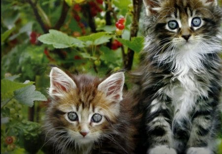 Fluffy kittens - feline, fluffy, outdoors, kittens