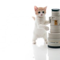 Smart Kitty