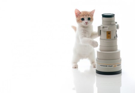 Smart Kitty - adorable, kitty, animals, smart, kitten, telescope, beautiful, cats, sweet, friends, cute