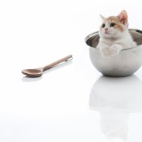 Cute Kitty