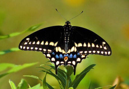 Beautiful Butterfly - Cool, Butterfly, Beautiful, Picture