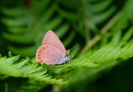 Pink Butterfly - Butterfly, Pink, Beautiful, Picture