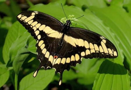 Beautiful Butterfly - beautiful, butterfly, cool, picture