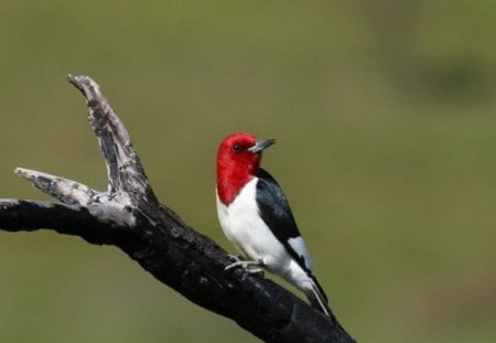 Redhead Bird - Redhead, Bird, Beautiful, Picture