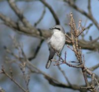 Grey Bird
