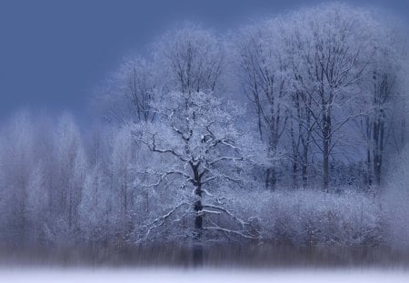 Winter Tale - tree, forest, winter tale, blue