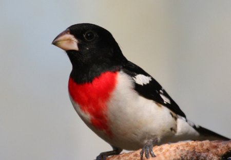 Blackhead Bird - Blackhead, Bird, Beautiful, Picture