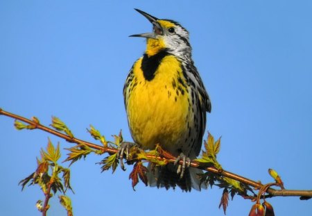 Yellow Bird - picture, cute, yellow, bird