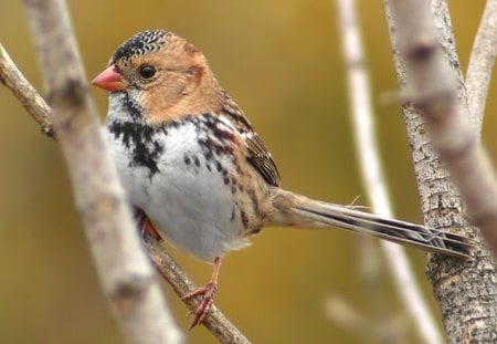 Beautiful Bird - beautiful, cute, bird, picture