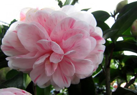 Camellia japonica - ornamental, flowers, pretty, beautiful