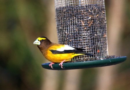 Brown Bird - brown, cute, bird, picture