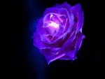 Blue-Rose