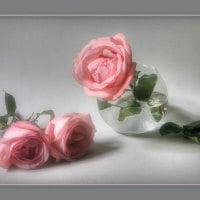 Sweet Pink Roses