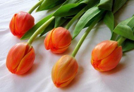 Orange Tulips - flowers, for you, tulips, romantic, beautiful, lovely, orange, orange tulips