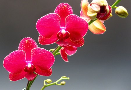 orchid - flowers, orchid, branch, nature