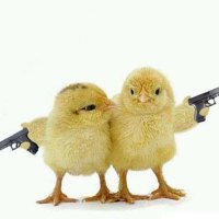 Armed-Chicks