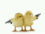 Armed-Chicks