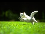 Jumping Cat