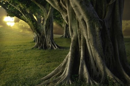 ~Forest~ - fields, summer, wallpaper, fantasy, hd, nature, abstract, mistic, forest, dawn, green, fairy, tree, sunrise