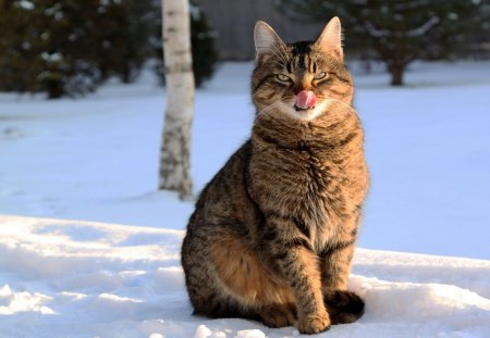 Cat with Tongue Touching Nose