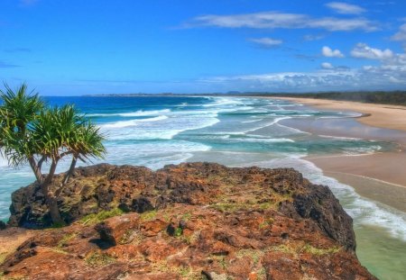 beach on fingal bay australia - beach, tree, rock, sea, bay, waves