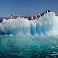 Penguins on Ice Floe