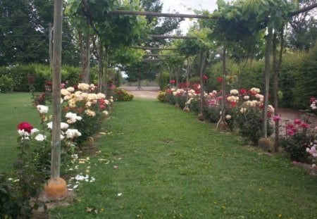 Roses´s road - roses, colours, beautiful, green, grapes, field