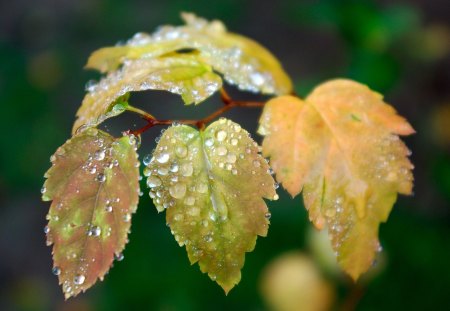 leaf - leaf, green, rain, amazing