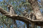 Frogmouth Owls