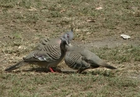 Crested Pigeons - love, pigeons, crested, in