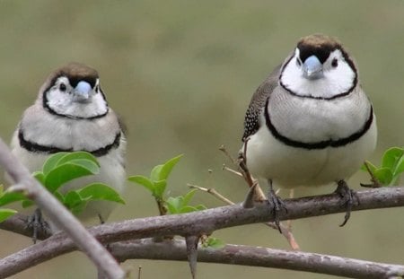 Double Barred Finch - pair, double, barred, finch