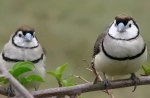 Double Barred Finch