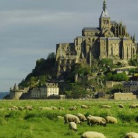 sheep at the foot of mont saint michel