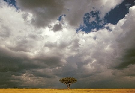 masai mara national reserve - storm, prairie, clouds, tree