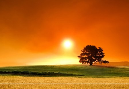 sunsets - clouds, sunsets, tree, fields