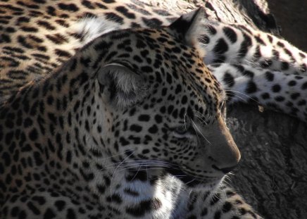 Staring into the wild - cheetah, africa, cat, wild