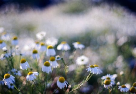 daisies - daisies, field, summer, nature