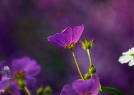 anode flowers - flowers, anodes, violets, garden