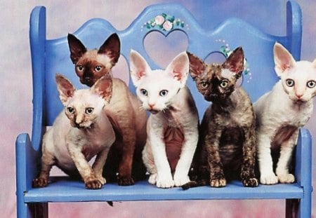 Can we fit all on the brench - paws, cats, cute, brench, feline, blue