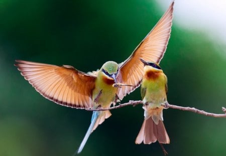 landing in the branch - poultry, wings, birds, branch