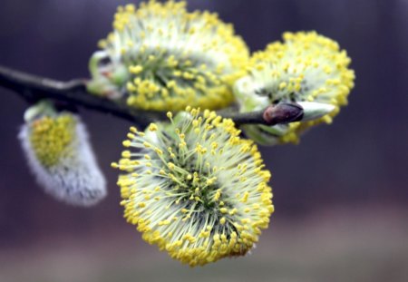 yellow twigs - twigs, bokeh, branch, buds