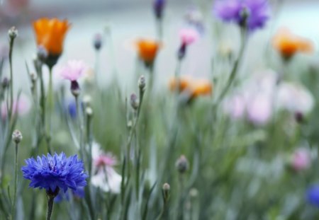 cornflowers - colour, field, flowers, corn