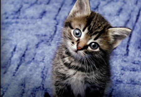 Tabby kitten